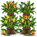 4 Mixed Bird of Paradise Live Plants, Strelitzia Reginae, 4-8 Inch Tall