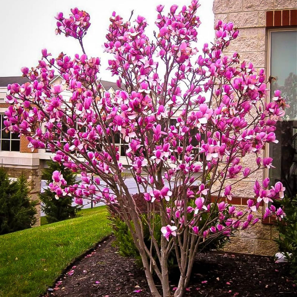 Magnolia Plant Live 6 to 12 Inches Tall, in 2.5 Inches Pot, Magnolia Tree Live Plant, Fragrant Magnolia Flowers (Ann Magnolia)