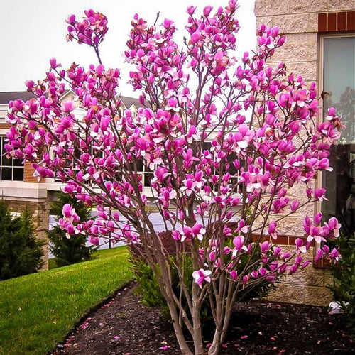 Magnolia Plant Live 6 to 12 Inches Tall, in 2.5 Inches Pot, Magnolia Tree Live Plant, Fragrant Magnolia Flowers (Ann Magnolia)
