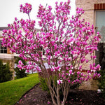Magnolia Tree Live Plant 12 to 18 Inch Tall, Fragrant Magnolia Plant Live, Magnolia Bush Live Plant in Gallon Pot (Ann Magnolia)