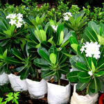 Plumeria Plant Live, 2-3 Feet Tall in 1 Gallon Pot, Frangipani Flowering Tropical Plant (White Plumeria)
