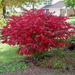 4 Red Burning Bush Bare Roots, 6-12 Inch Live Burning Shrubs, Ornamental Landscape Plants with Fall Color