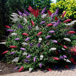 2 Butterfly Bush Live Plants, Mix Buddleia Shrubs, 5–9 Inch Tall, Fragrant Flowering Shrubs, No Pot