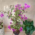 2 Bougainvillea Live Plants, Tropical Bougainvillea Flowering Vine, Fast Growing Outdoor and Container Plant, 4-8'' Tall (Variegated Purple Blooms)