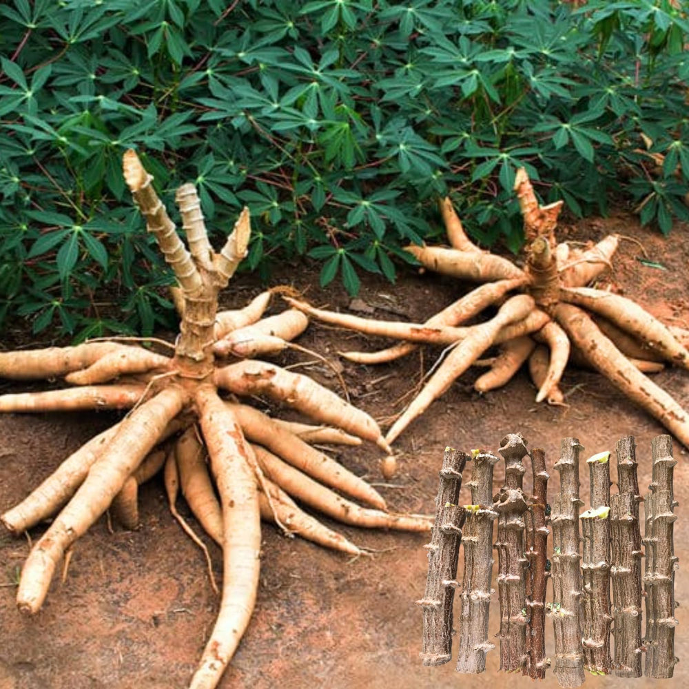 Set of 5 Yuca Cassava Cuttings, 6-8 Inches Tall, Sweet Manihot Stems Live Plant Cuttings for Planting