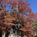 Sassafras Tree Seedling Live Plant Bare Root 1-2ft Tall