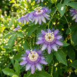 Incarnata Passion Flower Plant, Maypop Incarnata Passiflora 4–7", Well Rooted Flowering Vine for Outdoor Garden