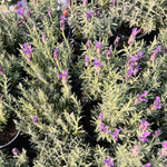Lavender Plant Live, Purple Lavender Starter Plant 4-7'' Tall, Herb for Indoor Outdoor Planting