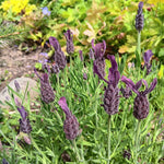 2 Lavender Plants Live Indoor Outdoor, Hardy Perennial Lavender, 4 to 7 Inc Tall