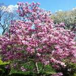 Magnolia Tree Live Plant 12 to 18 Inch Tall, Fragrant Magnolia Plant Live, Magnolia Bush Live Plant in Gallon Pot (Ann Magnolia)