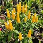 2 Yellow Shrimp Plants Live, 4-7 Inc Tall, Vibrant Flower Starter Plant for Garden or Patio