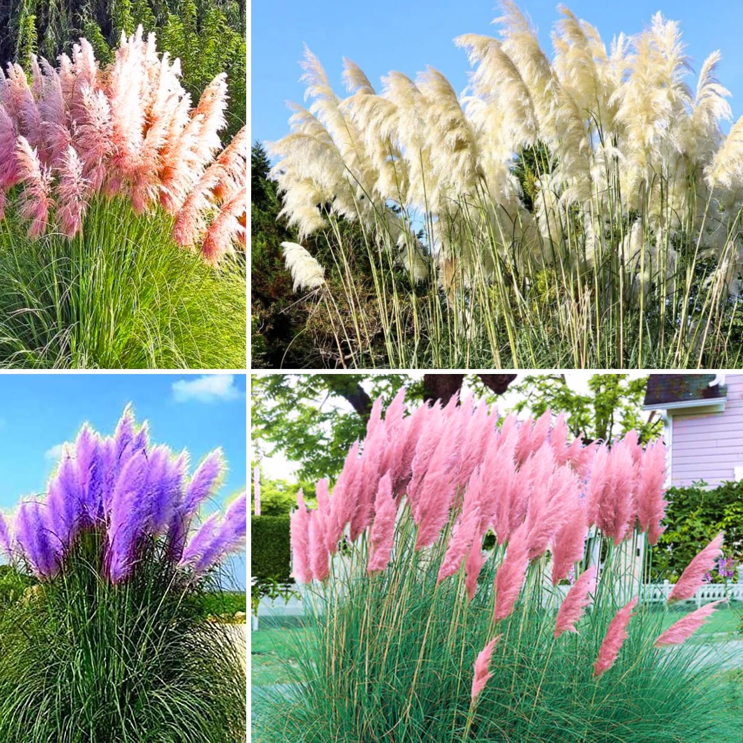 2 Mix Pampas Grass Plants Live, 5-9 Inch Tall, Ornamental Grass Live Plants for Outdoor Landscaping