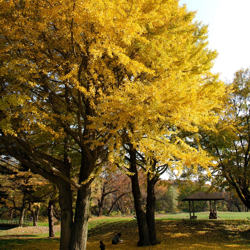 2 Live Ginkgo Biloba Trees Bare Roots, 6–12 Inches Tall, Hardy Ginkgo Plants Live for Outdoor or Indoor Garden