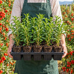 Red Goji Berry Live Plant, 5-9 Inch Tall, No Pot