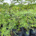 Sweet Tamarind Tree Live Plant, 2-3 Feet Tall in 1 Gallon Pot, Tropical Fruit Tree