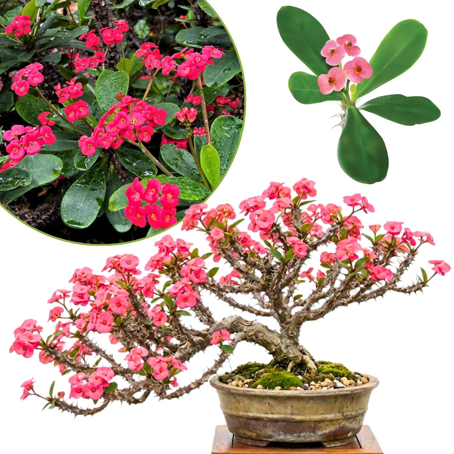Crown of Thorns Plant Live, Euphorbia Milii Succulent Live Plant, 4-8 Inch Tall Flowering Houseplant with Year-Round Blooms, No Pot (Pink)