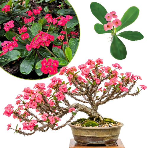 Pink Euphorbia Milii Live Plant, Succulent Houseplant, 4-8 Inch Tall