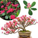 2 Euphorbia Milii Pink Crown of Thorns Plant Live, Cold Hardy Succulent Houseplant 4-7" Tall with Constant Blooms