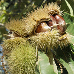 Chestnut Live Plant, Starter Nut Tree, 6-12 Inch Tall