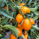 Kumquat Tree Plant in 1 Gallon Pot, 2-3 Ft Tall Citrus Fruit Tree, Sweet Kumquat Fruits - Outdoor Patio Container Plant