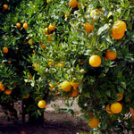 Early Season Orange Plant Live, Orange Fruit Citrus Tree Plant in Gallon Pot, 2-3 Ft Tall, Sweet Citrus Tree for Garden or Contaniers