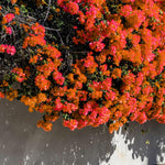 3 Bougainvillea Vine Plants, Bougainvillea Plants Live for Outdoor Landscaping and Containers, 4-7 Inch Tall Well-Rooted, No Pot (Double Red Bougainvillea)