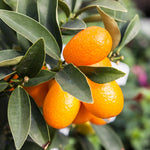Live Kumquat Tree, 2-3Ft Tall Fruit Plant in 1 Gallon Pot, Edible Kumquat Citrus Fruit Tree for Patio and Garden Growing