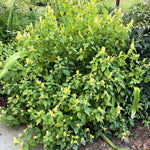 Yellow Pink Shrimp Plant Live, Live Shrimp Shrubs Plant, 5-7 Inches Tall, Easy Care Houseplant, Fragrant Blooms, Indoor Outdoor Growing
