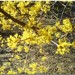 Spicebush Plant Live for Planting, Spicebush Shrub Yellow Flower in Quart Pot,10-14" Tall