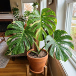 Rare Monstera Plant, Variegated Philodendron Houseplant 4-6'' Tall, Constellation Monstera for Home or Office