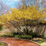 5 Witch Hazel Trees Live Plants, 1-2 Feet Tall Bare Root Hardy Shrubs for Outdoor Planting, Yellow Flower