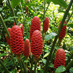 Zingiber Zerumbet Shampoo Ginger Plant Live 4-7'' Tall, Hawaiian Ginger Lily Rhizomes, Pinecone Gingers for Outdoor Garden
