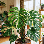 Set 2 Monstera Constellation Plants Live, Live Variegated Monstera Houseplants, Monstera Plant from 5 Inc Tall