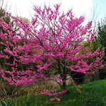 Eastern Redbud Tree in Quart Pot, Hardy Flowering Shade Trees for Outdoor Landscape and Garden, 6-12 Inches, Fast Growing, Low Maintenance