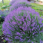 2 Random Lavender Plants 4–7" Tall, Fragrant Lavender Flowering Garden Plants for Patio, Containers and Backyard Landscaping