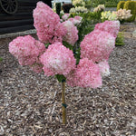 Dormant Hydrangea Live Plant Bush Shrub for Planting, 5 to 9" Hydrangea Tree Plant for Outdoor Planting, Change Color Flower Blooms (Pink to White to Red - Trim as Tree Hydrangea)