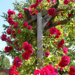 Climbing Roses Live Plants, Red Don Juan Rose Climbing Bushes for Planting, No Pot, Cut Back, Well Rooted, No Leaf for Planting
