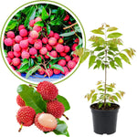 Lychee Fruit Tree 12-18" Tall, Well-Rooted Litchi Plant in One Gallon Pot, Hardy Tropical Tree for Garden and Patio