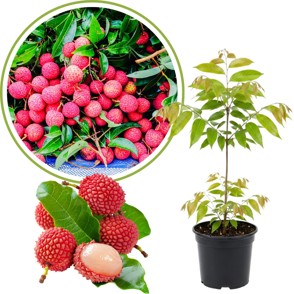 Lychee Fruit Tree 12-18" Tall, Well-Rooted Litchi Plant in One Gallon Pot, Hardy Tropical Tree for Garden and Patio