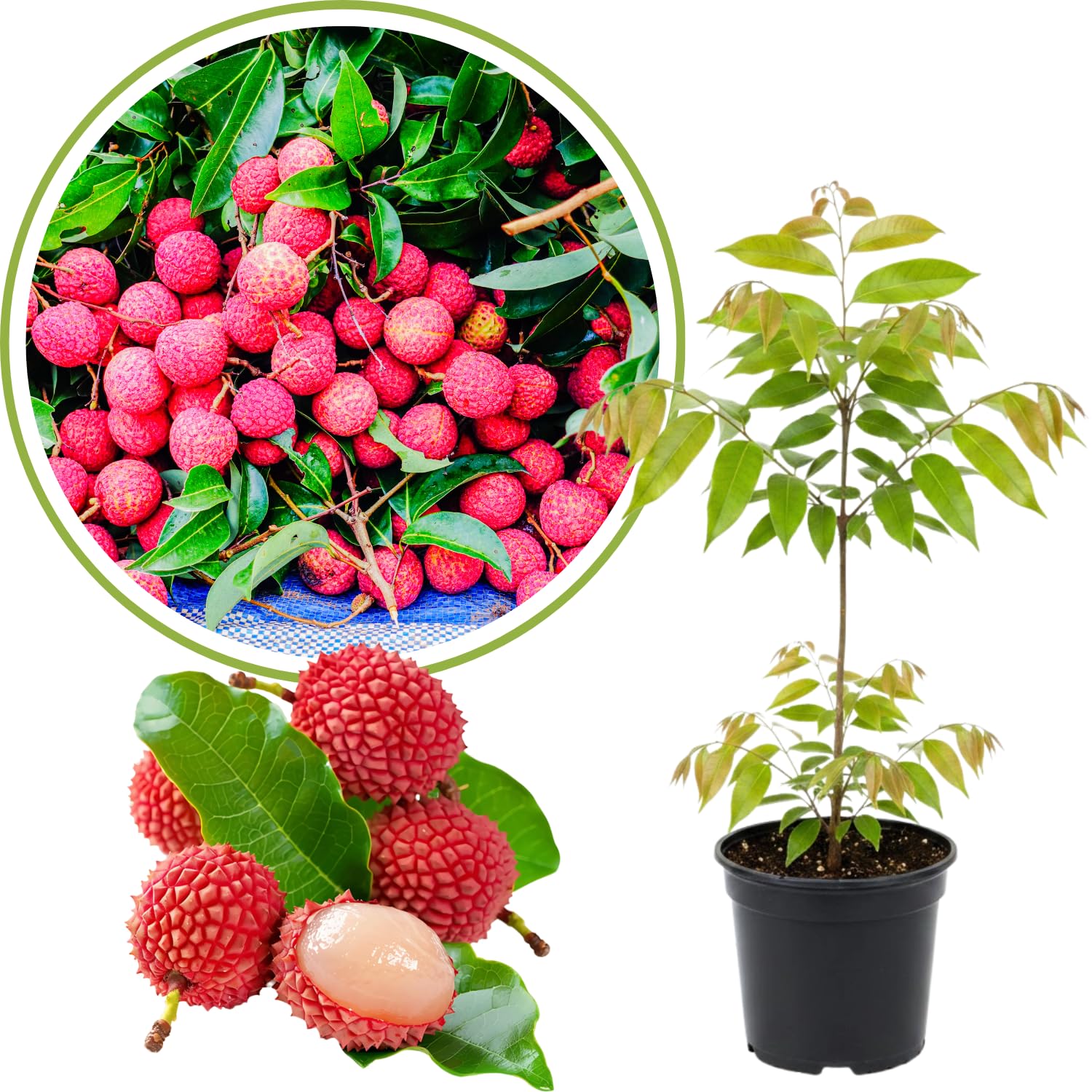 Lychee Fruit Tree 12-18" Tall, Well-Rooted Litchi Plant in One Gallon Pot, Hardy Tropical Tree for Garden and Patio