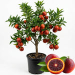 Blood Orange Tree Plant, Citrus Fruit Tree in 1 Gallon Pot, Sweet Red Orange Plants Potted, Patio Outdoor Garden Citrus Fruits Plant