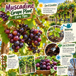 Black Muscadine Grape Live Plant, Grape Plant, 6-12 Inch Tall, 4 Inch Pot