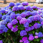 Random Hydrangea Live Plant, 4-6 Inches Tall, Hydrangea Tree Plant, Indoor Outdoor Decorative Flowering Plant, Summer Planting