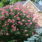 2 Althea Rose of Sharon Hibiscus Shrubs Live Seedlings, Bareroots 1 to 2 Feet Tall, Hardy Perennial Flowering Bushes for Garden (Red)