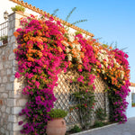 Pack 4 Multicolor Bougainvillea Plants Live, Bougainvillea Vine for Outdoor Landscaping and Containers, 4-8 Inch Tall Well-Rooted