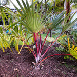 Palm Tree Live Plant, Fully Rooted in 3 Gallon Pot, Rare Tropical Plant Live for Indoor or Outdoor Growing, Rare Red