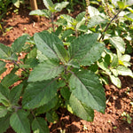Set of 2 African Basil Live Plants 4-7 Inches, Fragrant Basil Herb Starter for Gardening, Fast Growing, Drought Tolerant