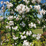 Live White Climbing Roses Plant, Starter Climbing Rose Bush Plant, 4-7" in Tall for Spring Planting