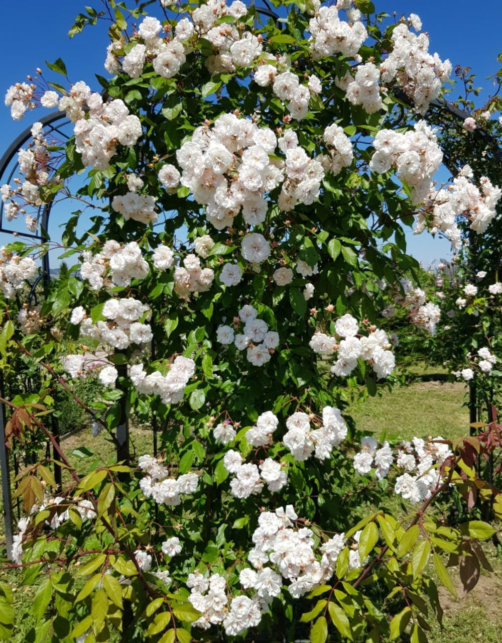 Live White Climbing Roses Plant, Starter Climbing Rose Bush Plant, 4-7" in Tall for Spring Planting