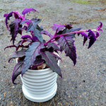 2 Purple Passion Live Plants, Gynura Purple Velvet Passion Plants, 4-8 Inches, Indoor Outdoor Planting